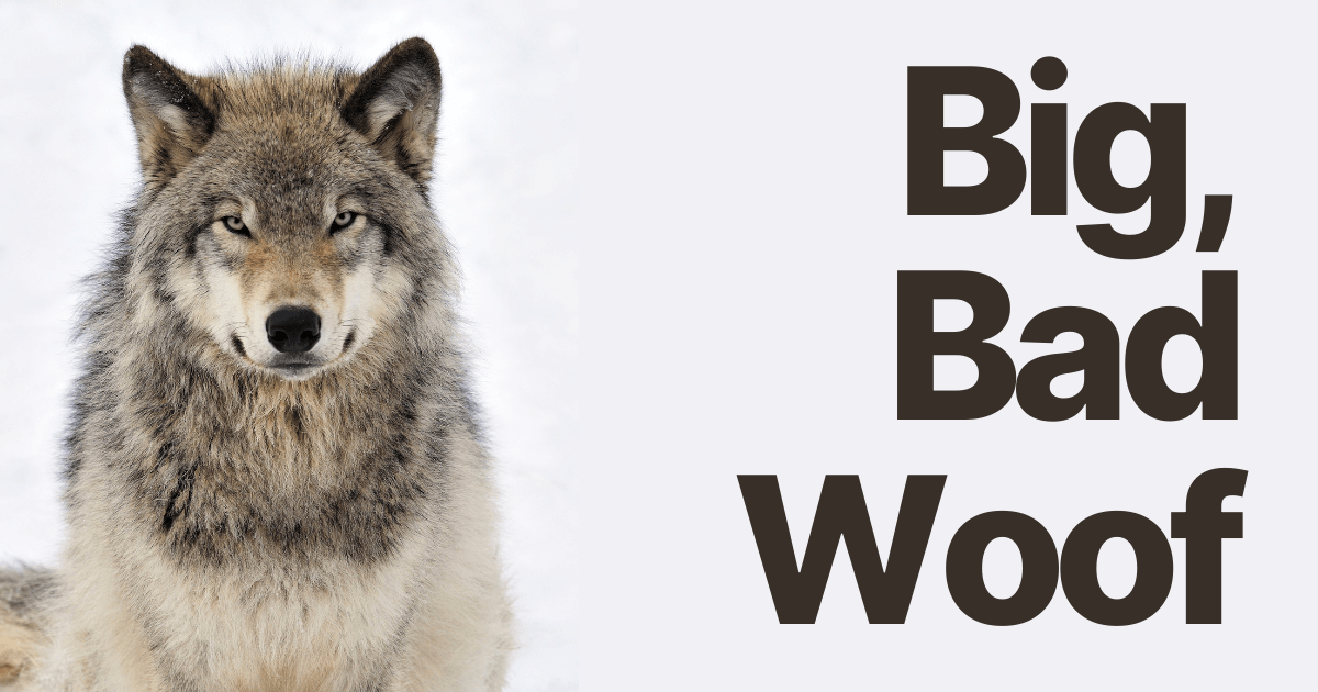 a picture of a wolf - big bad woof (wolf)