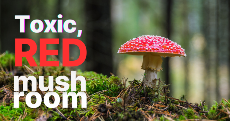 a picture of a red mushroom in the woods - toxic red mushroom