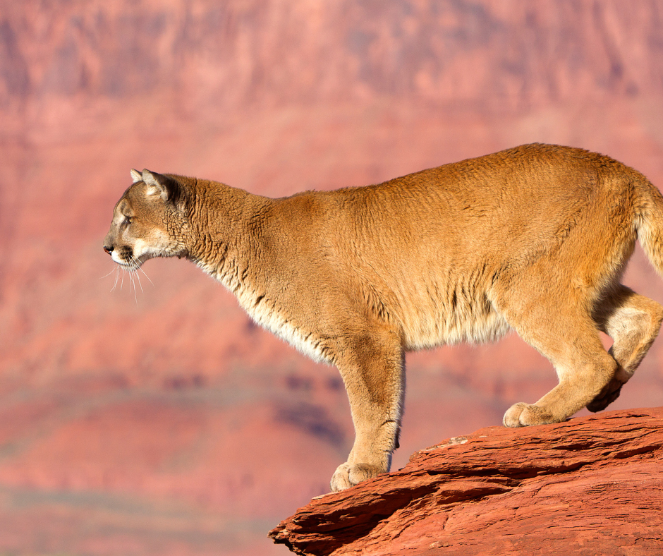 Capital letters in English - a mountain lion