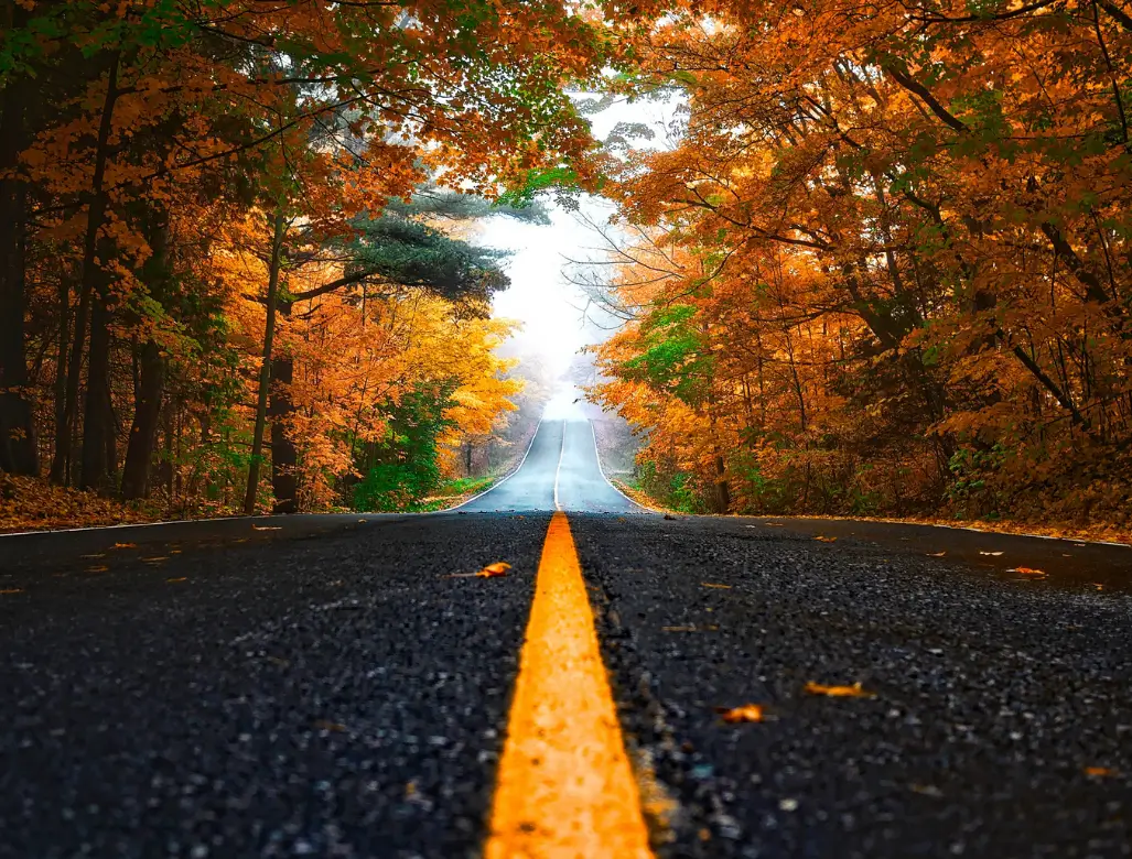 a road in autumn