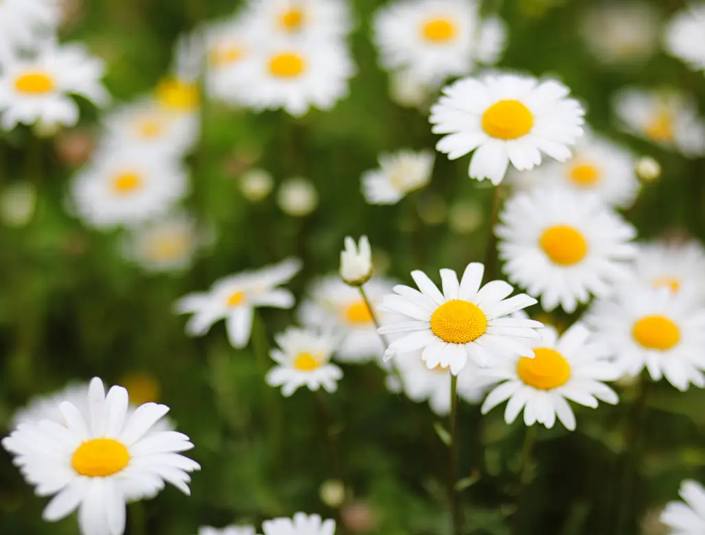 a photo of daisies