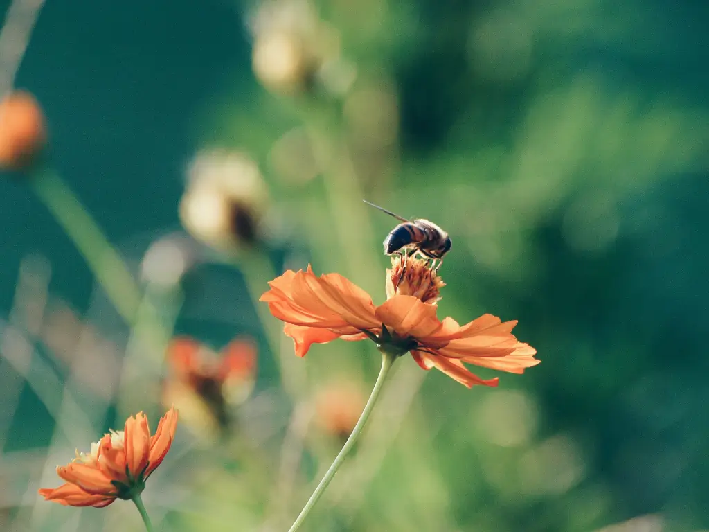 a bee on an oragne flower