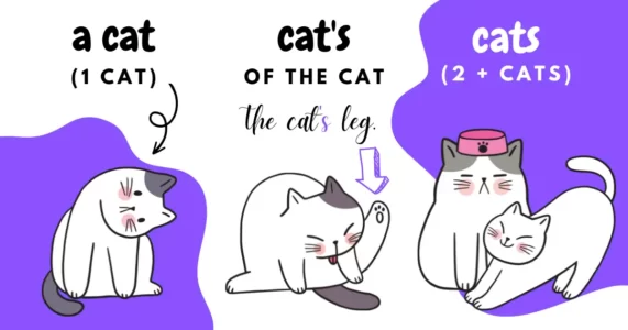 a cat, cat's, and cats