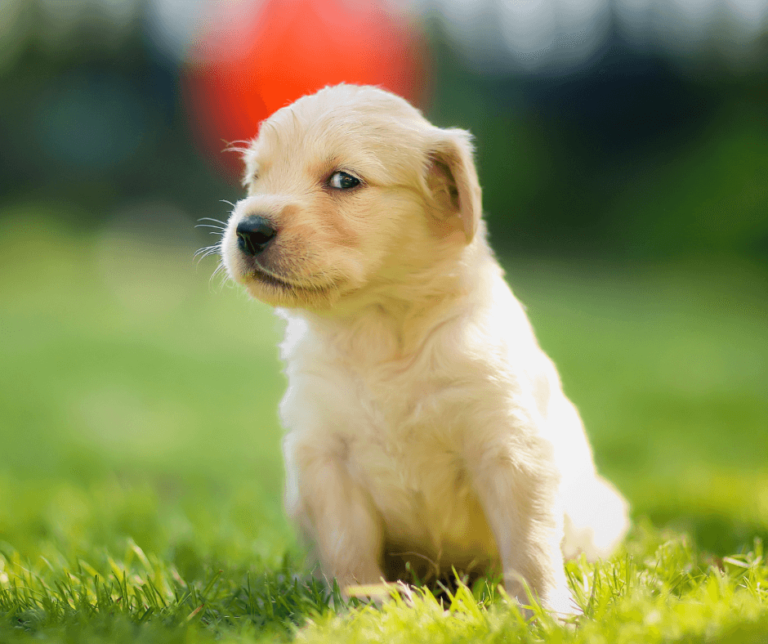 The Present Simple Tense and the Verb to Be – Formation & Usage - A crossed Golden retriever puppy